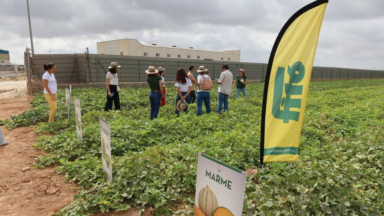 fito fitoweek marme|Fito-1200x675-tus-semillas|Fito-logo-32|Fito-I+D+i|Fito-Xavi|Fito-SmartQ-2017|Fitoweek-222|Fitó Multimedia y Catálogos|Fito-Catalogo-Int